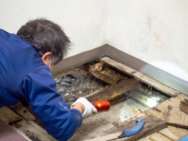 Best Crawl Space Mold Removal  in Drexel, NC