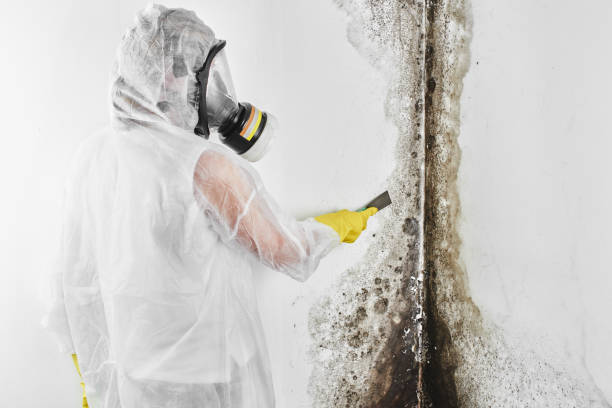 Best Same-Day Mold Removal  in Drexel, NC