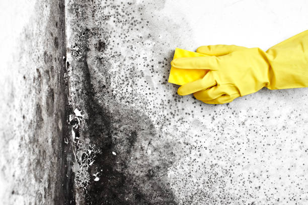 Reliable Drexel, NC Mold Removal Solutions