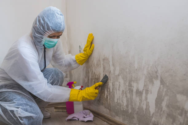 Best Mold Remediation Experts  in Drexel, NC