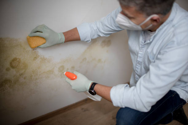 Best Affordable Mold Removal  in Drexel, NC