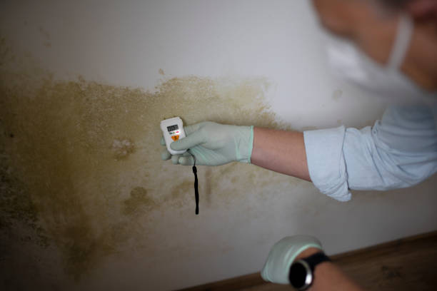 Best Commercial Mold Removal  in Drexel, NC