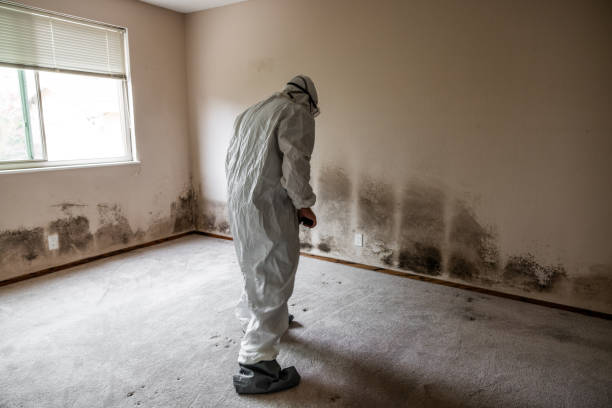Best Fast Mold Removal  in Drexel, NC