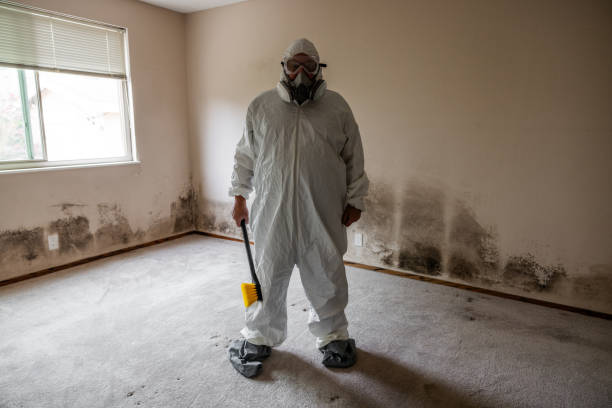 Best Mold Remediation  in Drexel, NC