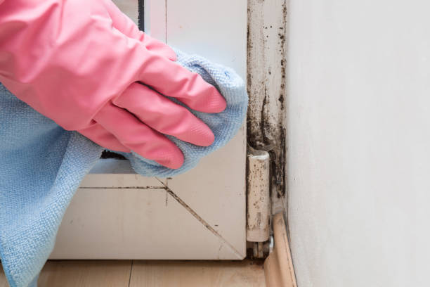Best Residential Mold Removal  in Drexel, NC