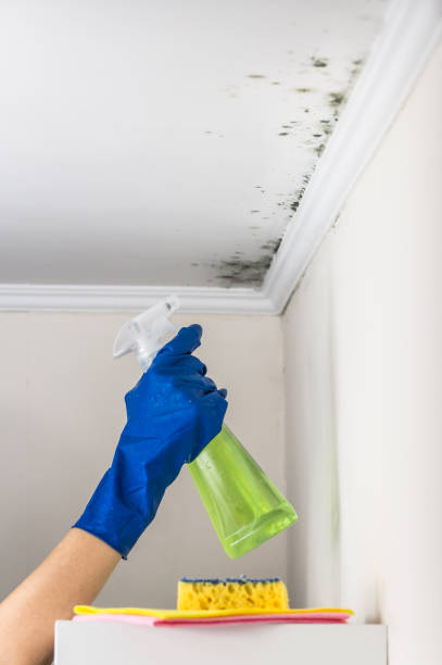 Best Fast Mold Removal  in Drexel, NC