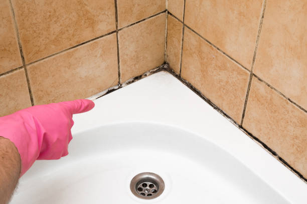 Best Certified Mold Removal  in Drexel, NC